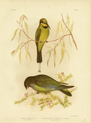 Abejaruco australiano o abejaruco arcoíris, 1891
